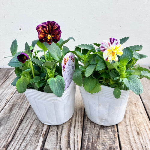 ビオラレディ⭐︎早い者勝ち4ポットセット⭐︎ 4ポットセット＊ブラッシュストローク＊ビオラ＊希少種＊ガーデニング