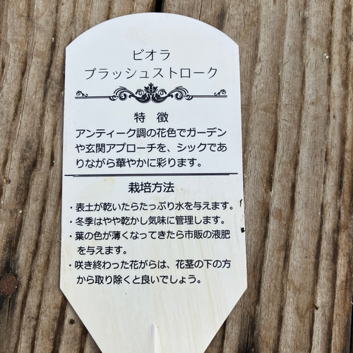 4ポットセット＊ブラッシュストローク＊ビオラ＊希少種＊ガーデニング