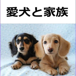 犬の日 2023 愛犬ギフト・ダックス四つ立ち型(ブラウン色系)リアルファーのぬいぐるみ　犬の日2023 8枚目の画像