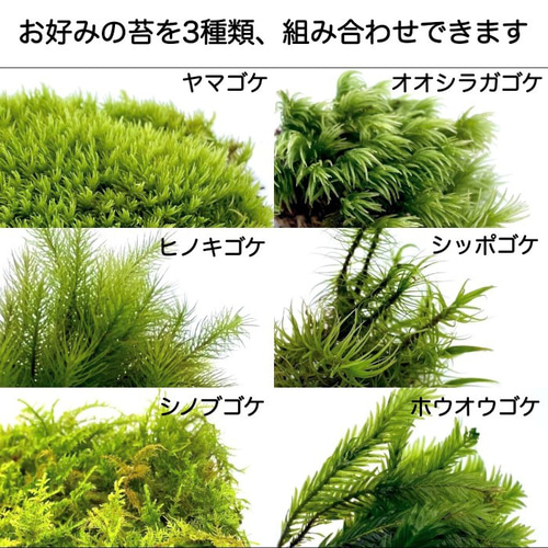 3つ選べる苔の組合せ1パック 苔テラリウム ヤマゴケ 3つ選べる苔の組合せ1パック 苔テラリウム ヤマゴケ