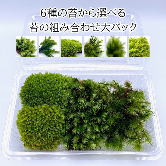 3つ選べる苔の組合せ1パック 苔テラリウム ヤマゴケ オオシラガゴケ シッポゴケ ヒノキゴケ シノブゴケ ホウオウゴケ 1枚目の画像