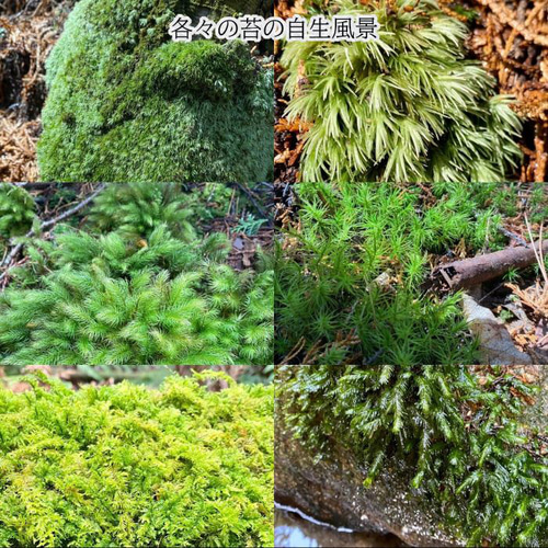 3つ選べる苔の組合せ1パック 苔テラリウム ヤマゴケ