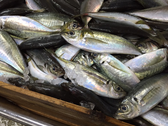 New！調理しやすいタイプでセット！島根県沖の旬獲れ100％無添加のボリューム干物♪ 7枚目の画像