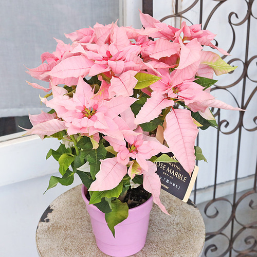 鉢花 八重咲き プリンセチア ストロベリーロゼ 4号 底面給水