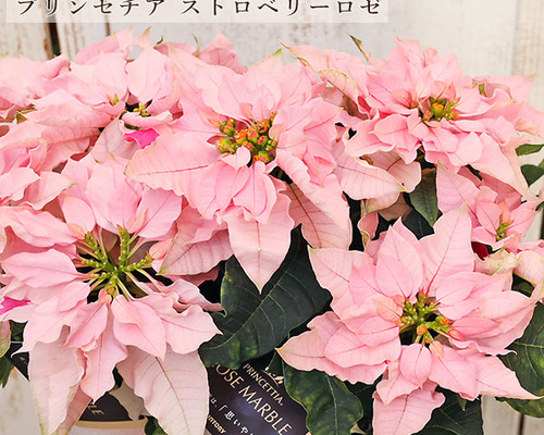 鉢花 八重咲き プリンセチア ストロベリーロゼ 4号 底面給水
