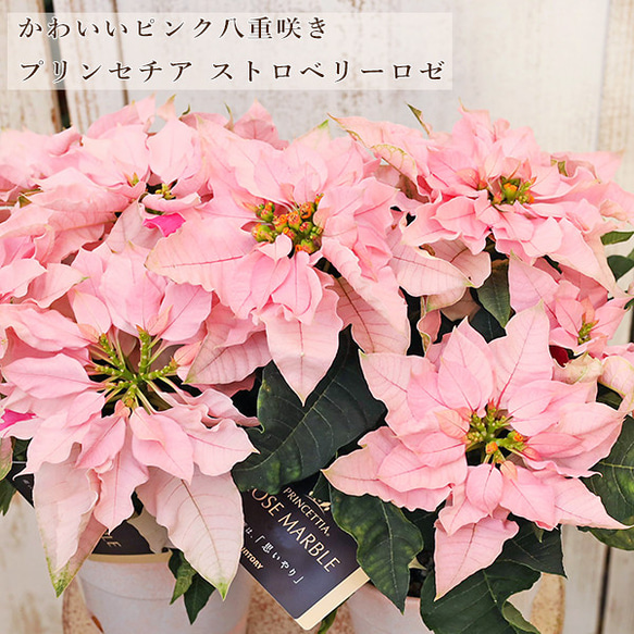 鉢花 八重咲き プリンセチア ストロベリーロゼ 4号 底面給水
