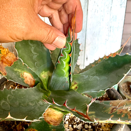 大株 アガベ モンタナ 多肉植物 キコリ 通販 15073330|Creema 大株 アガベ モンタナ 多肉植物 キコリ 通販 15073330|Creema