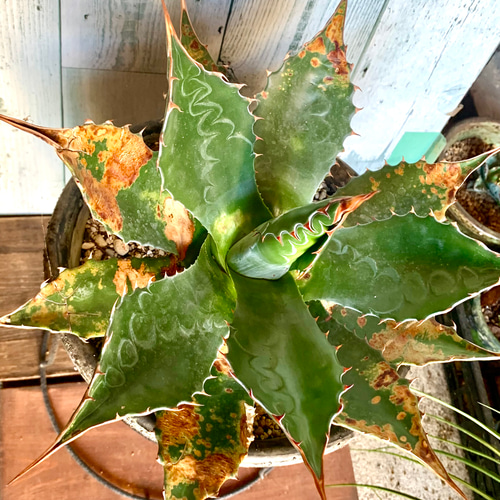 アガベ モンタナ 大株 幅500✕高さ410