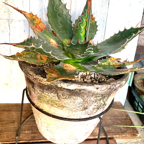 大株 アガベ モンタナ 多肉植物 キコリ 通販 15073330｜Creema(クリーマ)