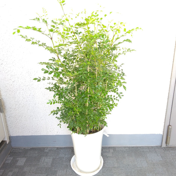 大特価！①【現品】大株　シマトネリコ　観葉植物　樹形綺麗　高さ・ボリューム◎ 7号鉢　受皿付　シンボルツリー　ギフト 1枚目の画像