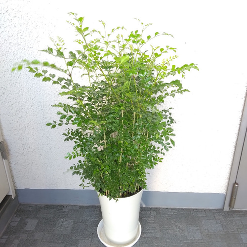 大特価！①【現品】大株 シマトネリコ 観葉植物 樹形綺麗 高さ