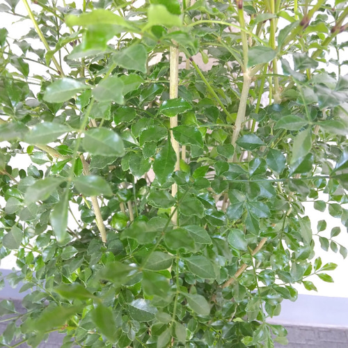 シマトネリコ　大株　【品番3420】 楽天市場】シマトネリコ 株立ち 根巻き特大苗 1.9m超 極上 株立ち大苗