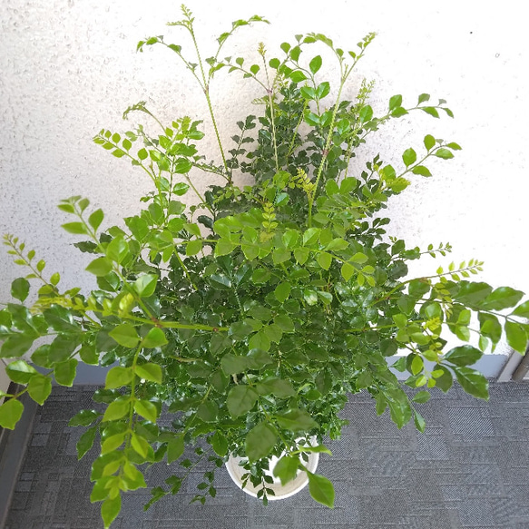 大特価！①【現品】大株　シマトネリコ　観葉植物　樹形綺麗　高さ・ボリューム◎ 7号鉢　受皿付　シンボルツリー　ギフト 7枚目の画像