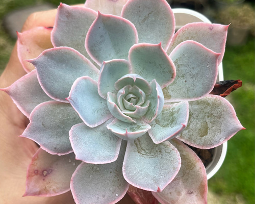 SOLD ピンキー 厳選韓国苗 ネームタグ付き 多肉植物 〜Green〜多肉畑