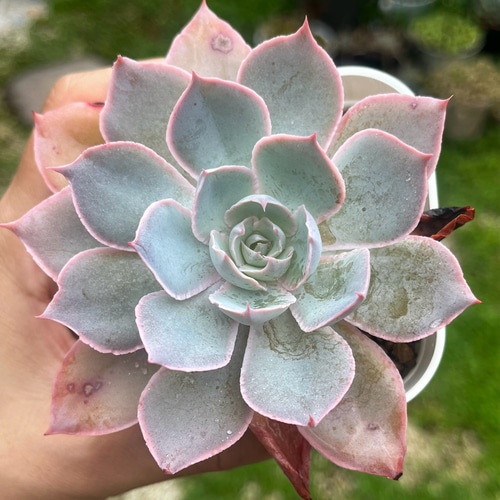 SOLD ピンキー 厳選韓国苗 ネームタグ付き 多肉植物 〜Green〜多肉畑