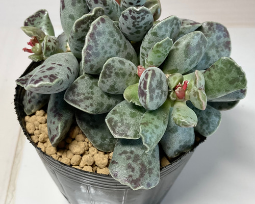 40b3ac828f4139c4fdb765b3adde7a