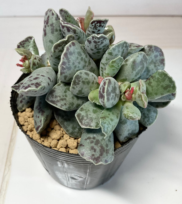 SOLD アドロミスクス アザラシ群生 大苗 厳選韓国苗 名前付き 多肉植物