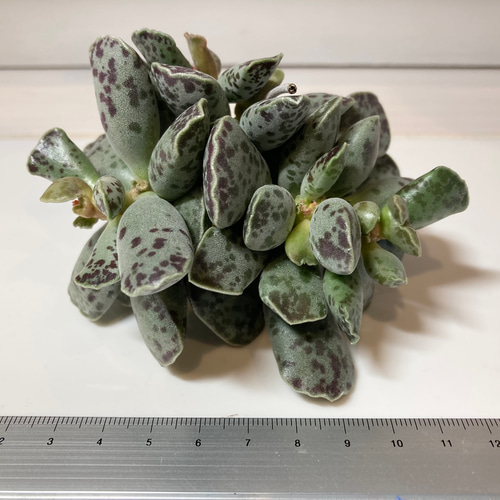 SOLD アドロミスクス アザラシ群生 大苗 厳選韓国苗 名前付き 多肉植物