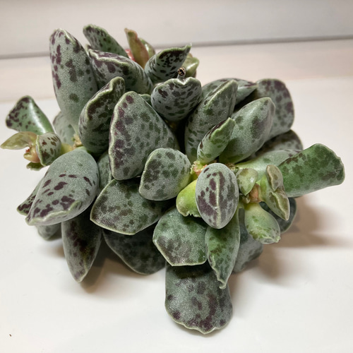 SOLD アドロミスクス アザラシ群生 大苗 厳選韓国苗 名前付き 多肉植物