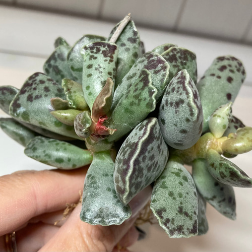 SOLD アドロミスクス アザラシ群生 大苗 厳選韓国苗 名前付き 多肉植物