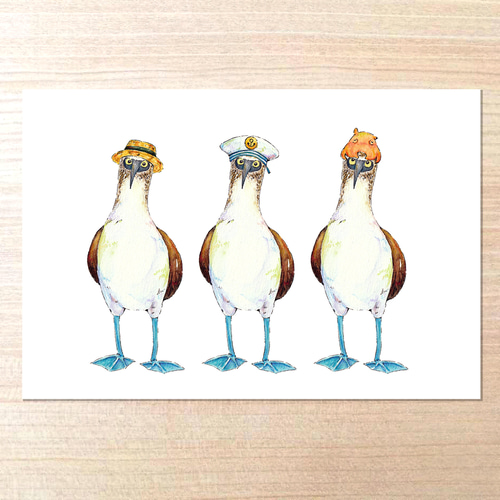 選べるポストカードセット（38.おめかしアオアシカツオドリ） ポスト