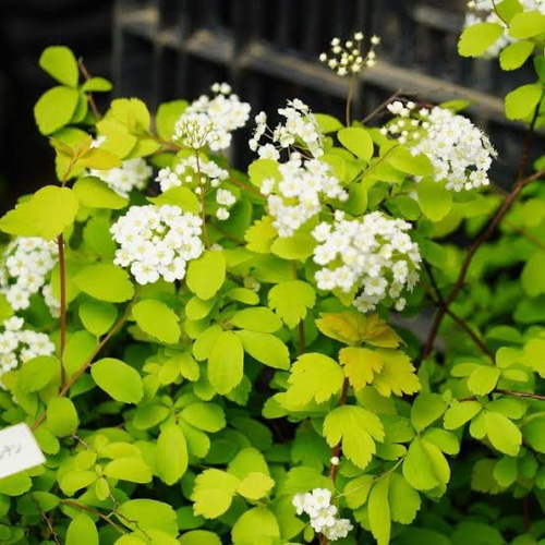 相談ページユキヤナギコデマリ抜き苗