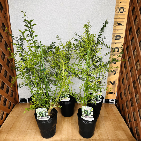 フィンガーライム接木苗／1年生　2鉢セット　植物✴︎柑橘苗