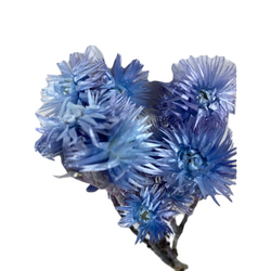大地農場乾花「銀雛菊藍紫12g」獎賞花材內裝 第2張的照片