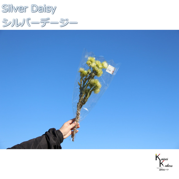 Daichi Noen 乾花“銀雛菊二音綠 12g”Priza 禮品花材內飾 第1張的照片