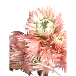 Daichi Noen 乾花“銀色雛菊二色淡紫色 12g”Priza 禮品花材料內飾 第2張的照片