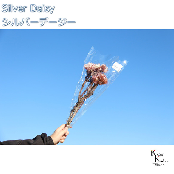 Daichi Noen 乾花“銀色雛菊二色淡紫色 12g”Priza 禮品花材料內飾 第1張的照片