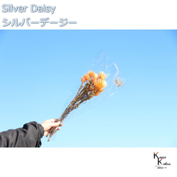 大地農場乾花「銀雛菊二音橙 12g」Priza 禮品花材料內飾 第1張的照片