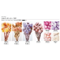 大地農場乾花「銀雛菊二音橙 12g」Priza 禮品花材料內飾 第2張的照片