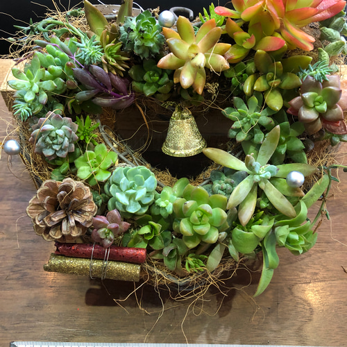【驚きの値段で】 多肉植物ハート型リース 鉢花