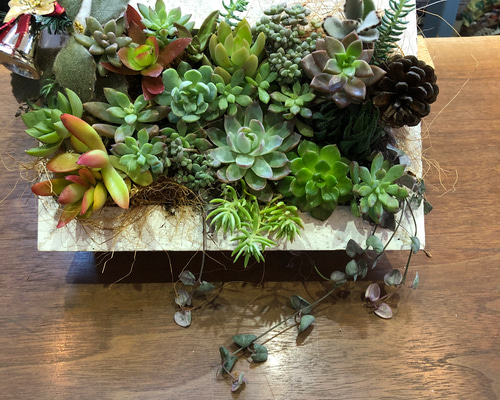 多肉植物＊そのまま飾れる 寄せ植え＊ winter バージョン その他