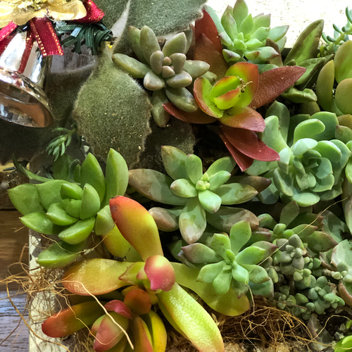 木箱型クリスマス多肉植物寄せ植え 一輪挿し・花瓶・花器 美津子