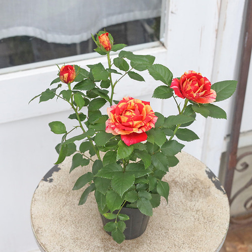 再入荷 花苗 ミニバラ コルダナ ホーカスポーカス 3号(9cm