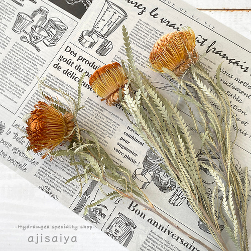 40本　ドライアンドラ　フォルモーサ 40本 ドライアンドラ フォルモーサ ドライフラワー］ドライアンドラ