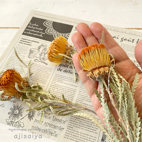 ドライアンドラ フォルモーサ 1本 【ドライフラワー】 その他