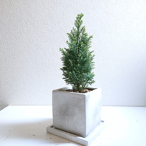 ○数量限定○新作○ 針葉樹 ”エルウッズエンパイヤー スクエア鉢