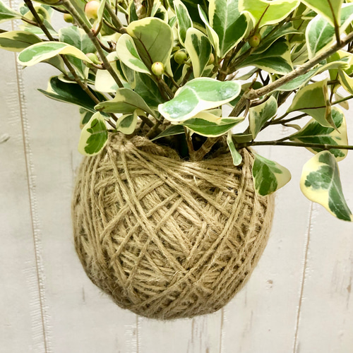 斑入り フィカス スイートハート ハンギング その他インテリア雑貨