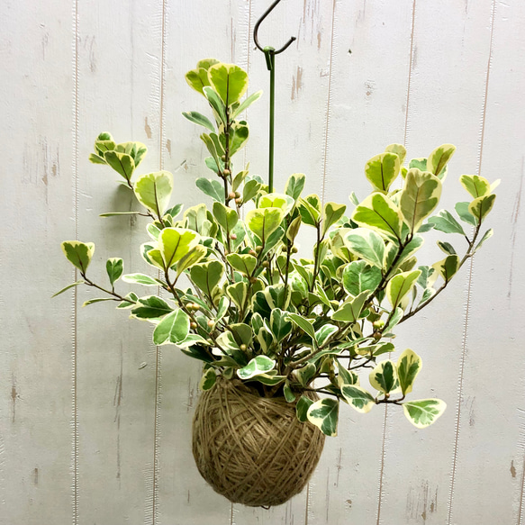 フィカス斑入り　スイートハート 園芸ネット本店｜フィカス：トライアンギュラリス スイートハート