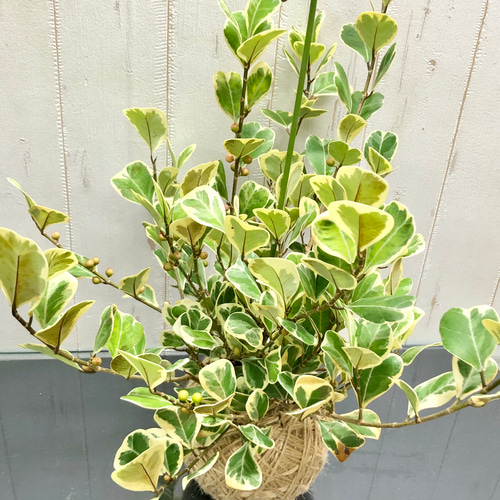 斑入り フィカス スイートハート ハンギング その他インテリア雑貨