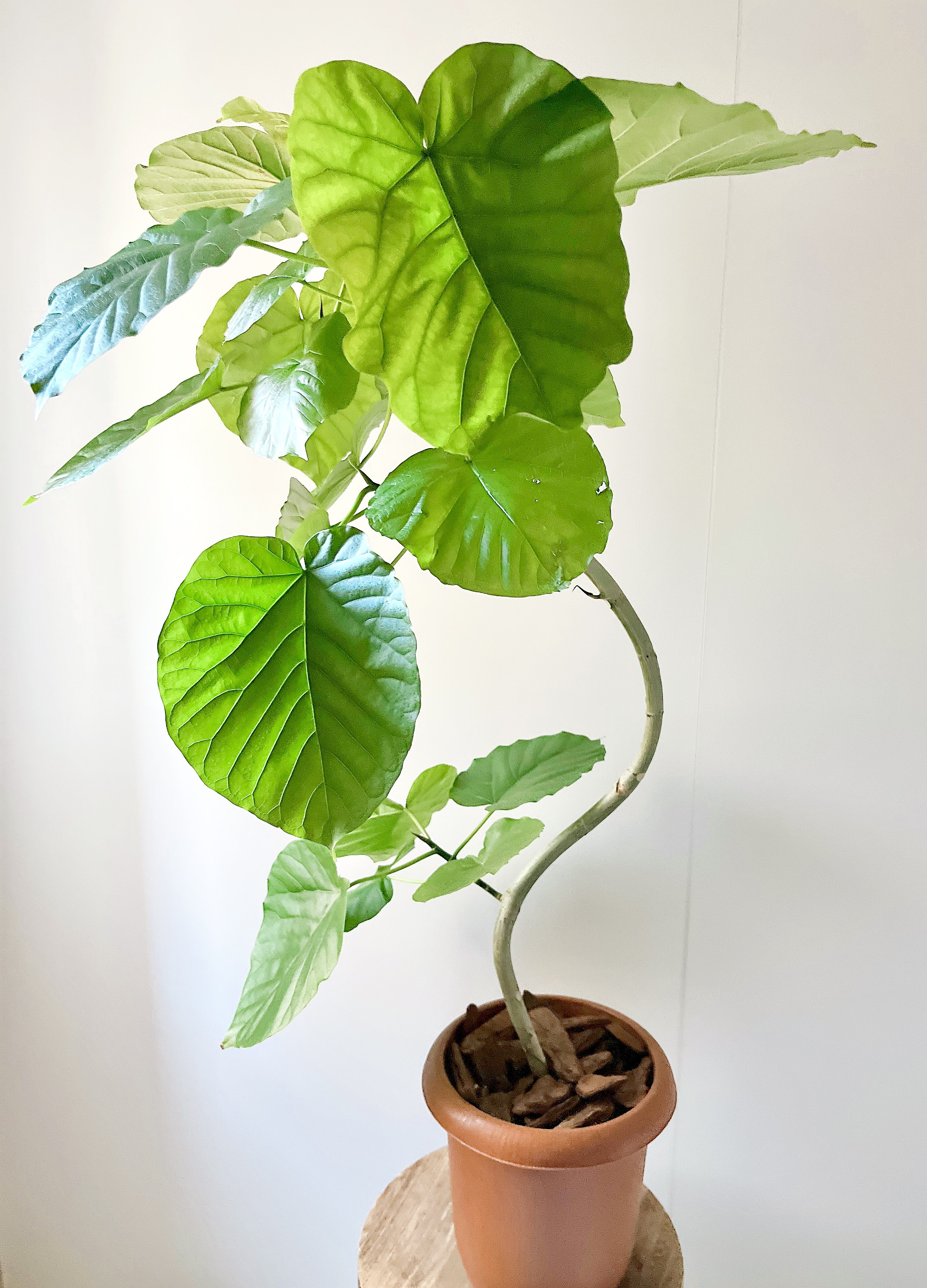 大切なウンベラータ Lサイズ 観葉植物 calm cafe - メルカリ