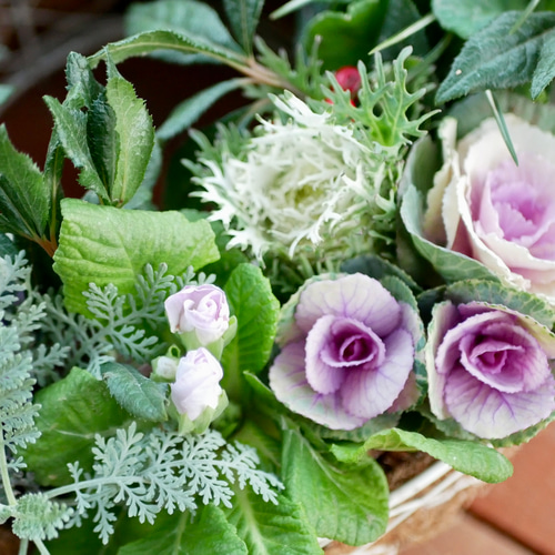 心に寄り添う 寄せ植え 直径35cm ミニ葉牡丹 お花のように組み合わせた