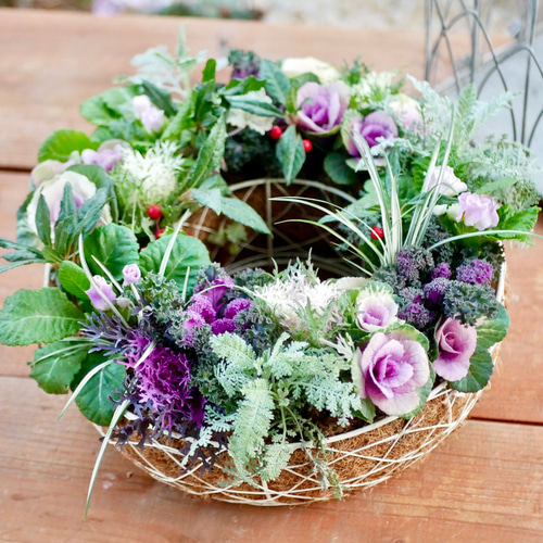 心に寄り添う 寄せ植え 直径35cm ミニ葉牡丹 お花のように