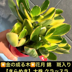 ✴金の成る木✴花月 錦　斑入り  【きらめき】大株 クラッスラ✳️④号鉢✳️ 1枚目の画像