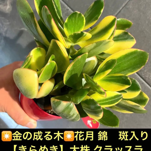 ✴金の成る木✴花月 錦 斑入り 【きらめき】大株 クラッスラ✳️④号鉢