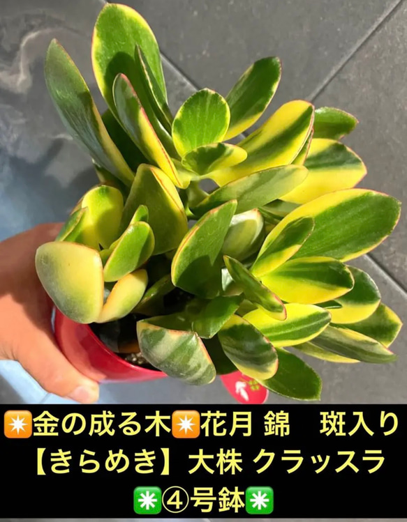 ✴金の成る木✴花月 錦 斑入り 【きらめき】大株 クラッスラ✳️④号鉢