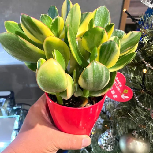 クラッスラ属 金のなる木 斑入り 花月錦 超大株 ✴金の成る木✴花月 錦 斑入り 【きらめき】大株 クラッスラ✳️④号鉢